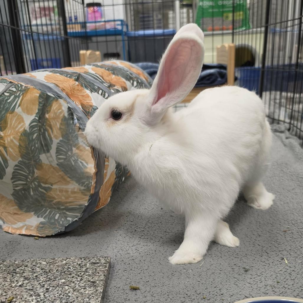 Enlarge Marshmallow, a Adoptable mixed breed in Hampton Bays, NY image 6/6