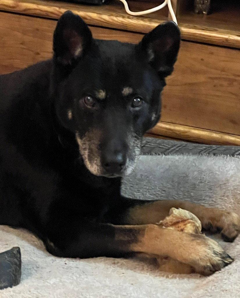 Danny, Adoptable, Senior Male German Shepherd Dog.