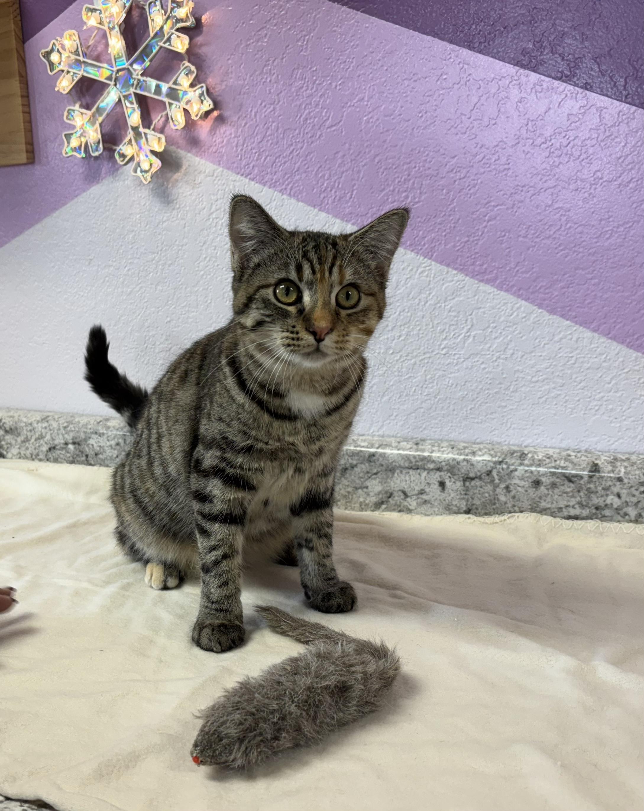 Minnow, an adoptable Domestic Short Hair in Torrington, WY image 1/3