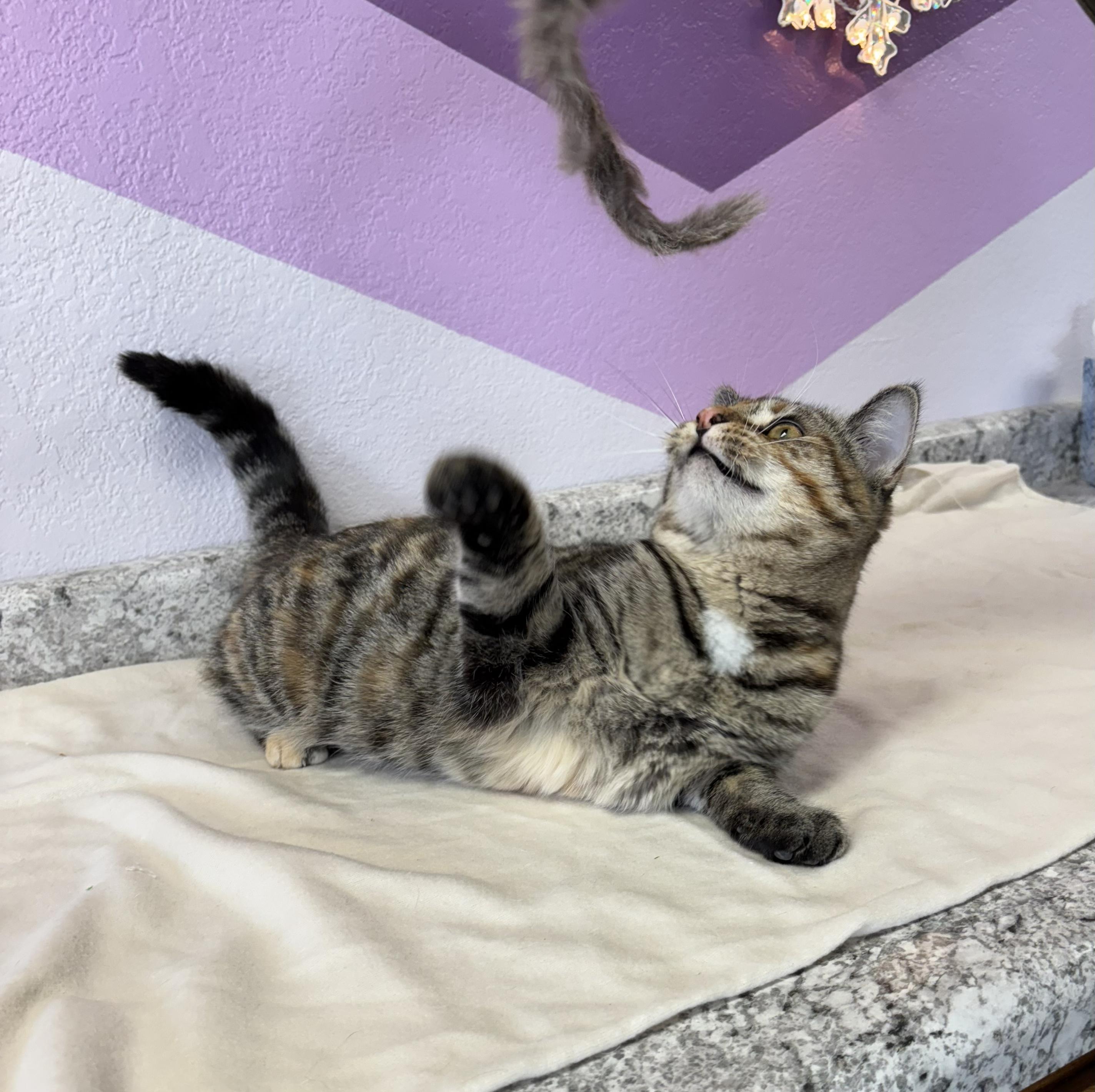 Minnow, an adoptable Domestic Short Hair in Torrington, WY image 2/3