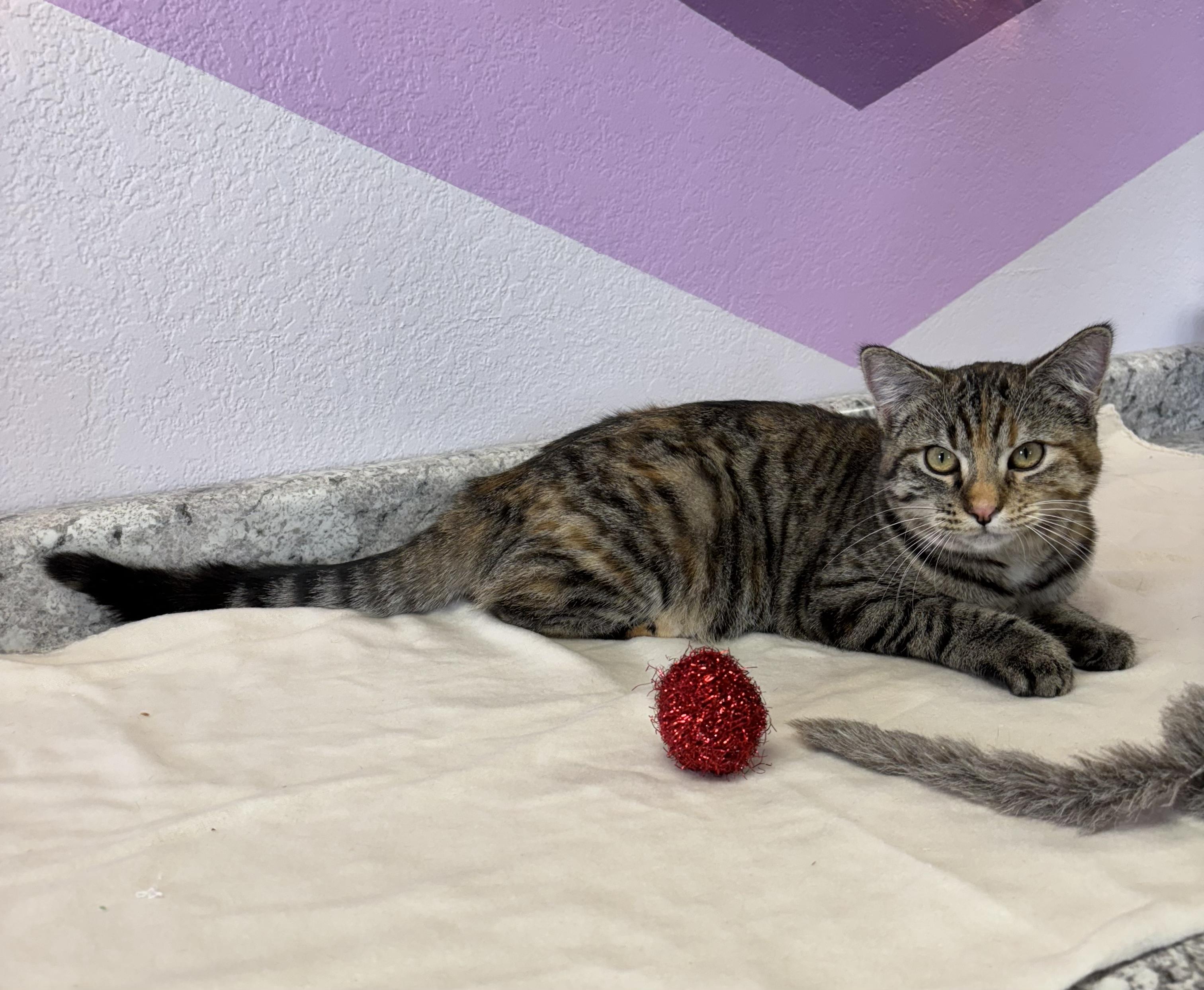 Minnow, an adoptable Domestic Short Hair in Torrington, WY image 3/3