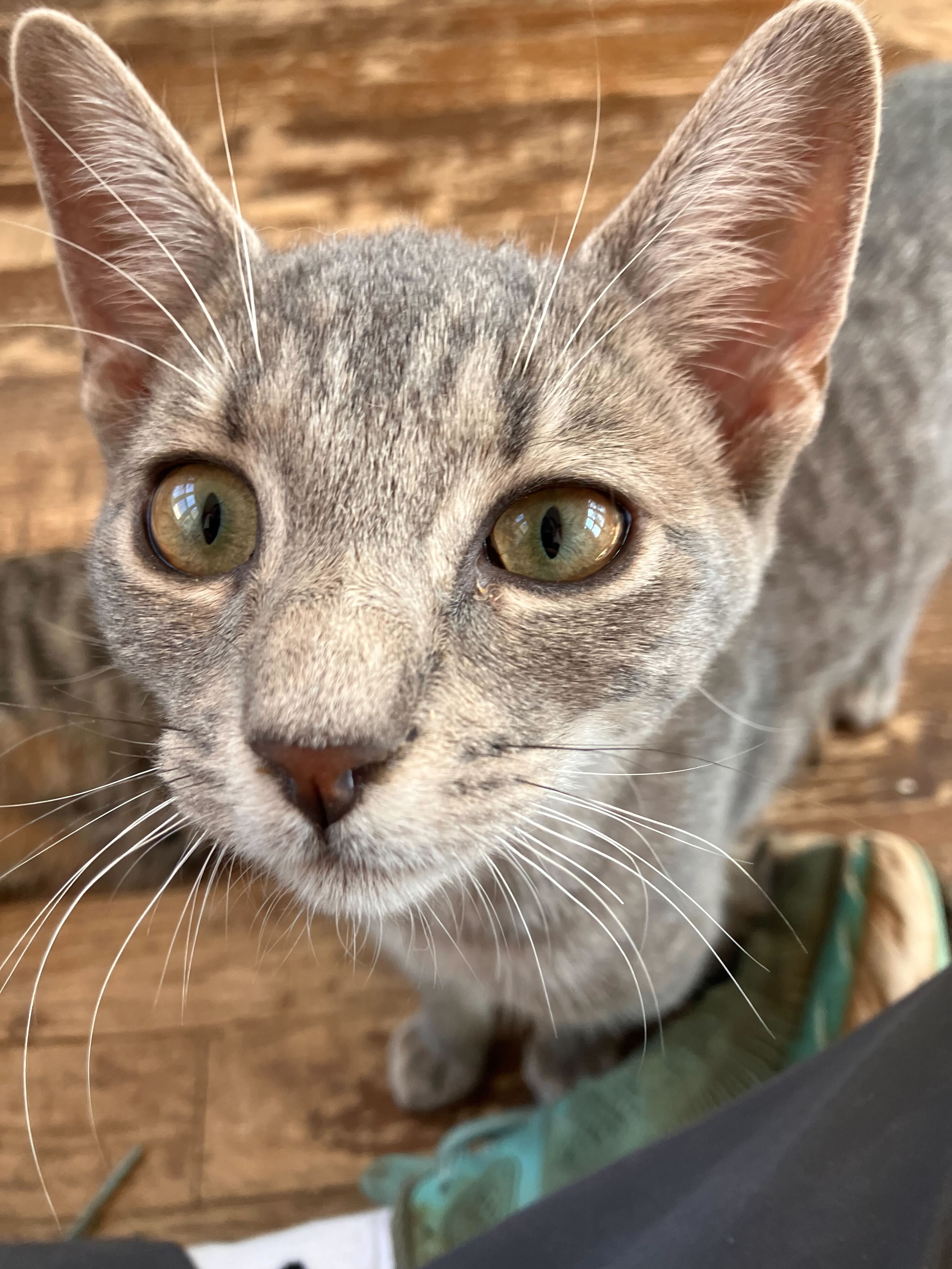 Enlarge Fern, a Adoptable Domestic Short Hair in Colbert, GA image 2/5