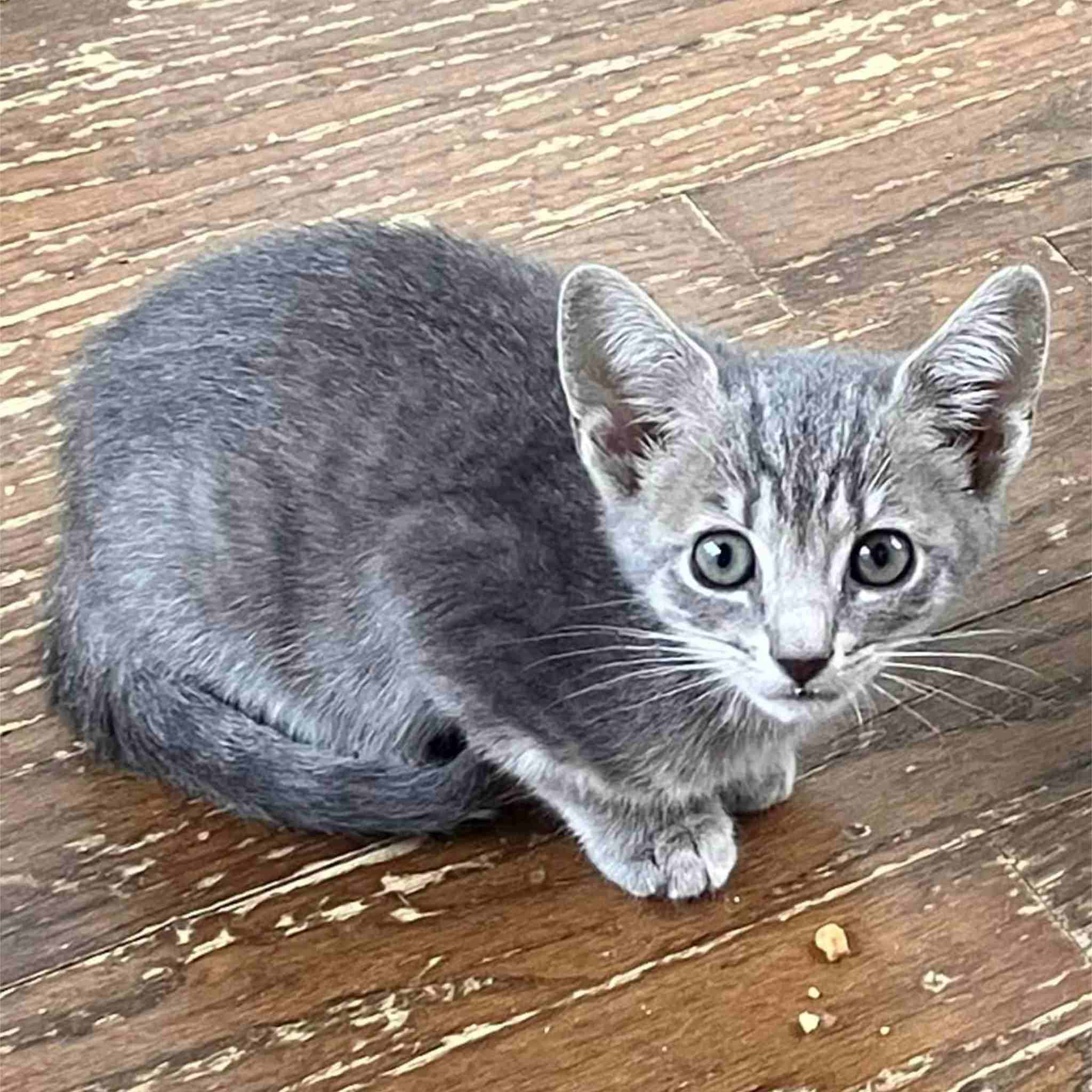 Enlarge Fern, a Adoptable Domestic Short Hair in Colbert, GA image 5/5