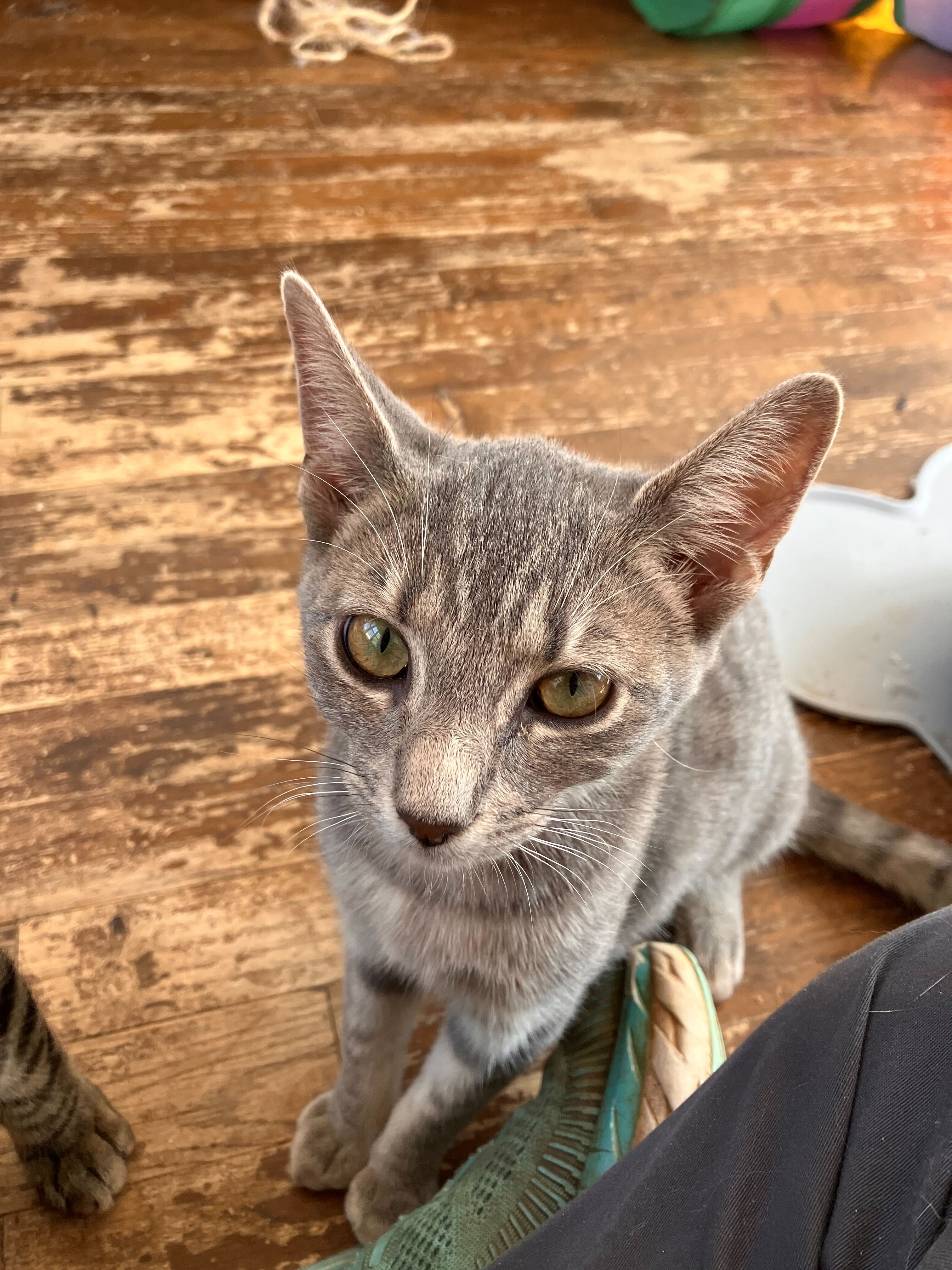 Fern, Adoptable, Young Female Domestic Short Hair.