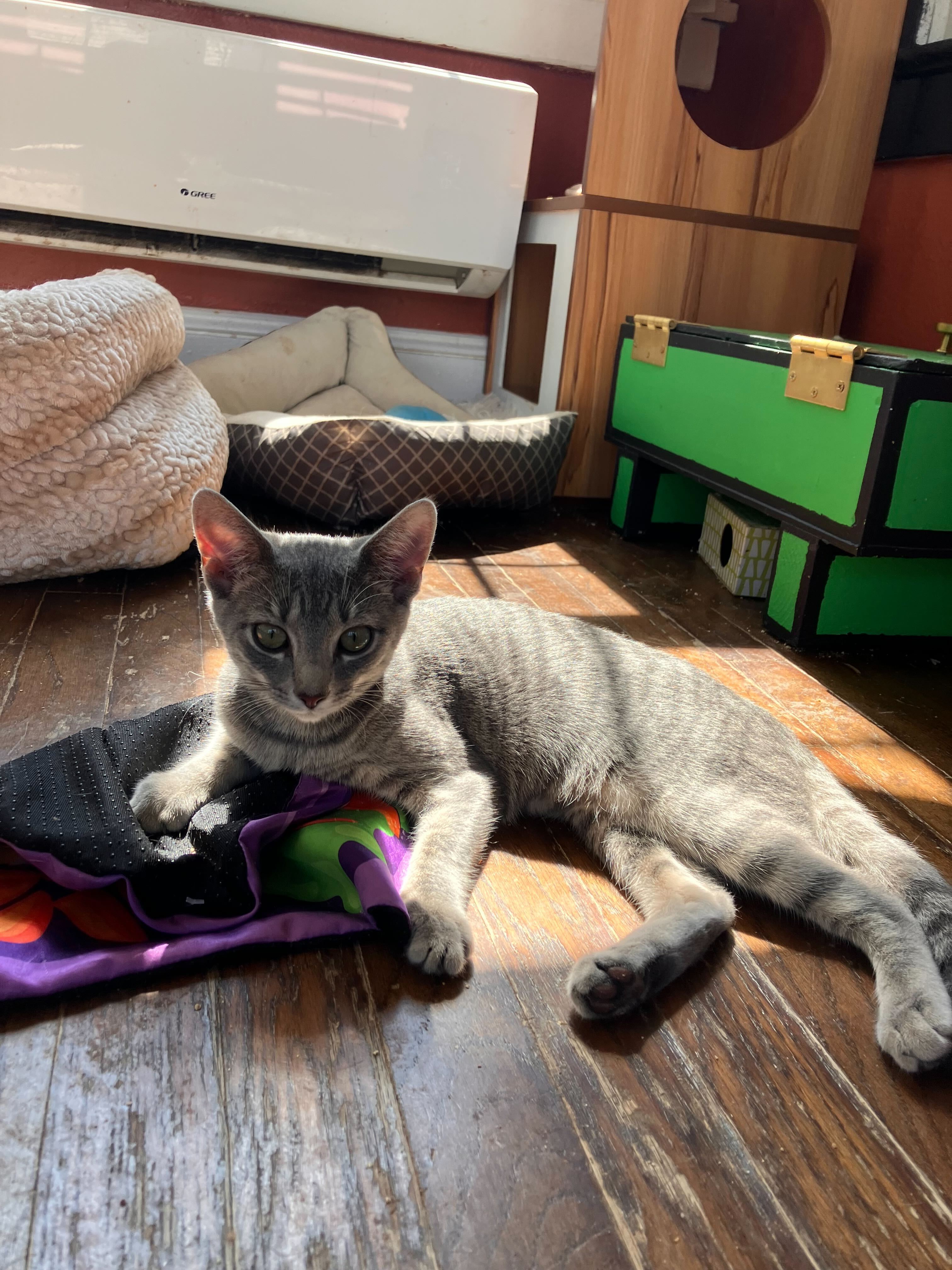 Enlarge Fern, a Adoptable Domestic Short Hair in Colbert, GA image 4/5