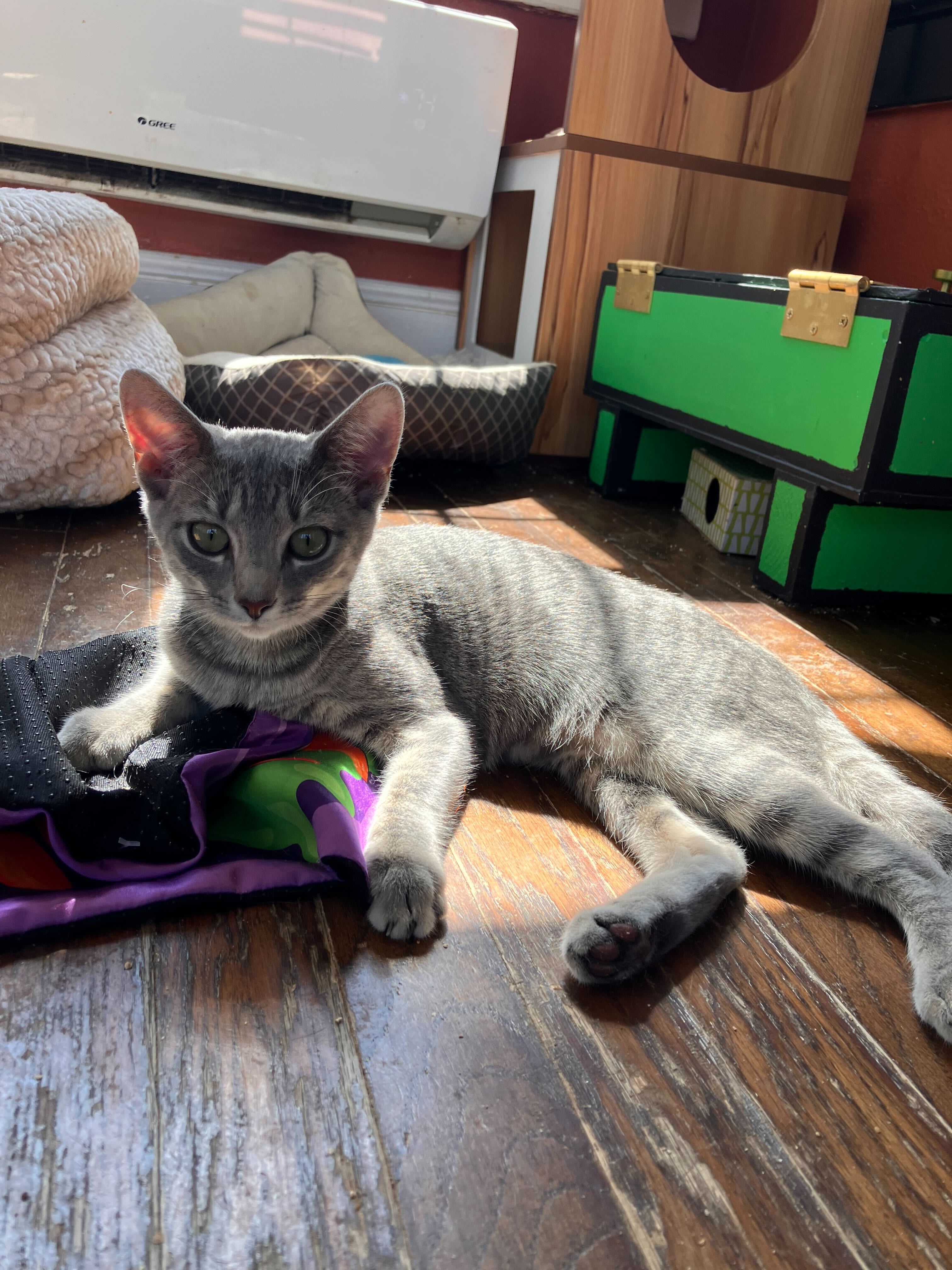 Enlarge Fern, a Adoptable Domestic Short Hair in Colbert, GA image 3/5