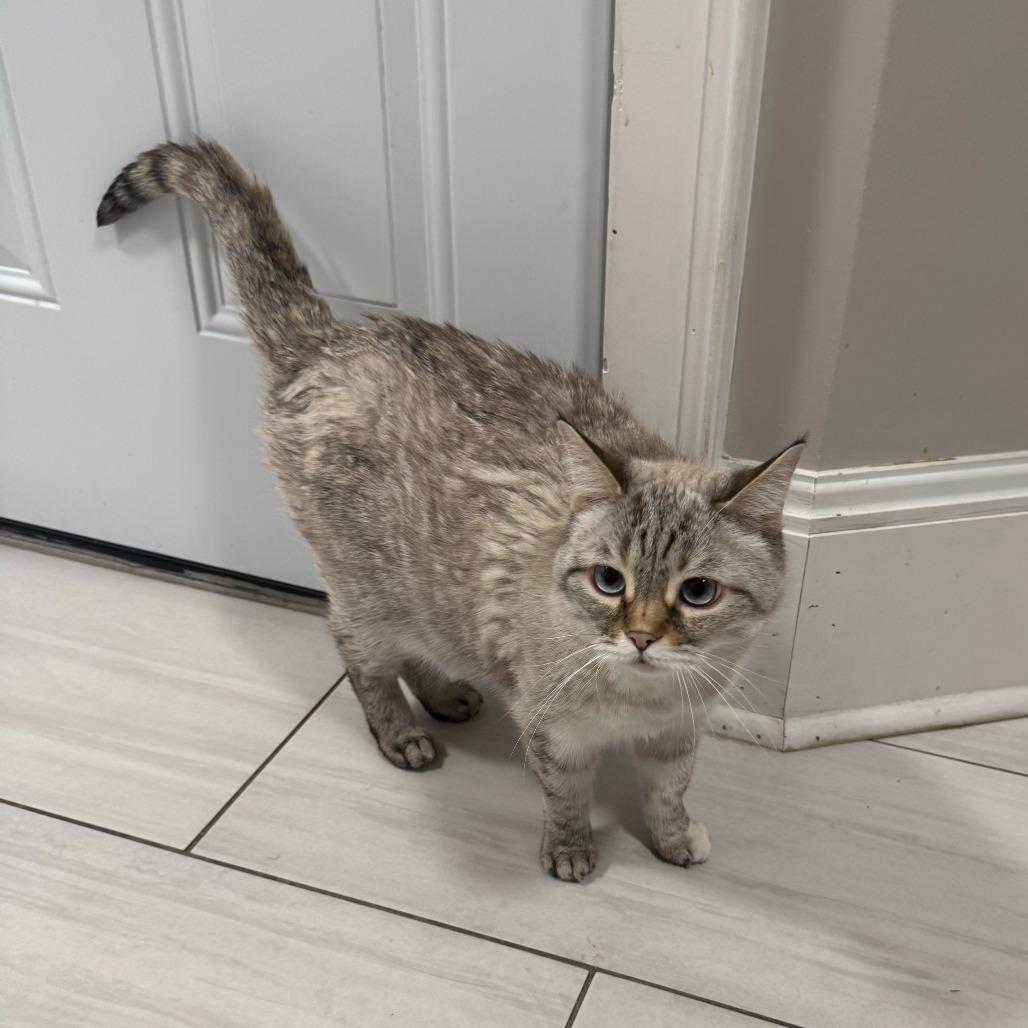 Zaza, Adoptable, Senior Female Siamese & Domestic Short Hair.
