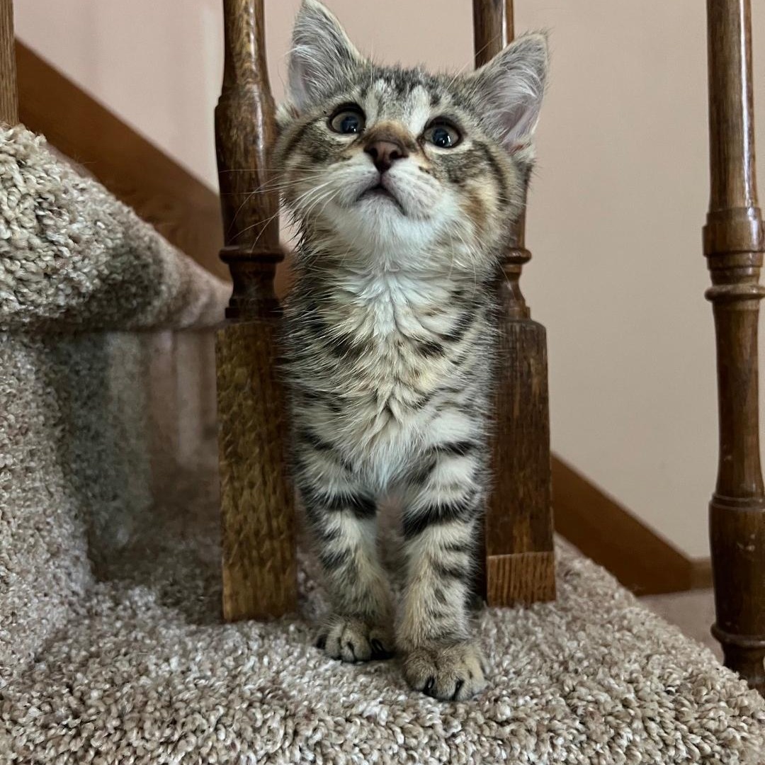 Momo, a ADOPTABLE Domestic Short Hair in Pardeeville, WI image 1/5