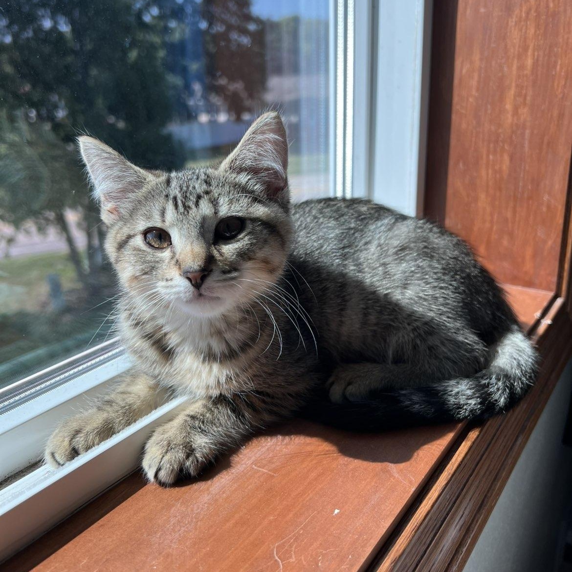 Momo, a ADOPTABLE Domestic Short Hair in Pardeeville, WI image 4/5