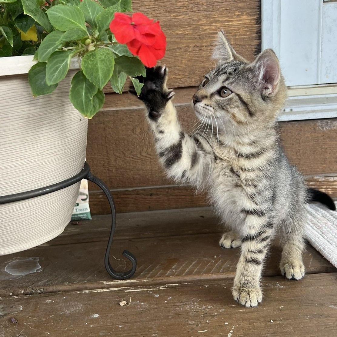 Momo, a ADOPTABLE Domestic Short Hair in Pardeeville, WI image 2/5
