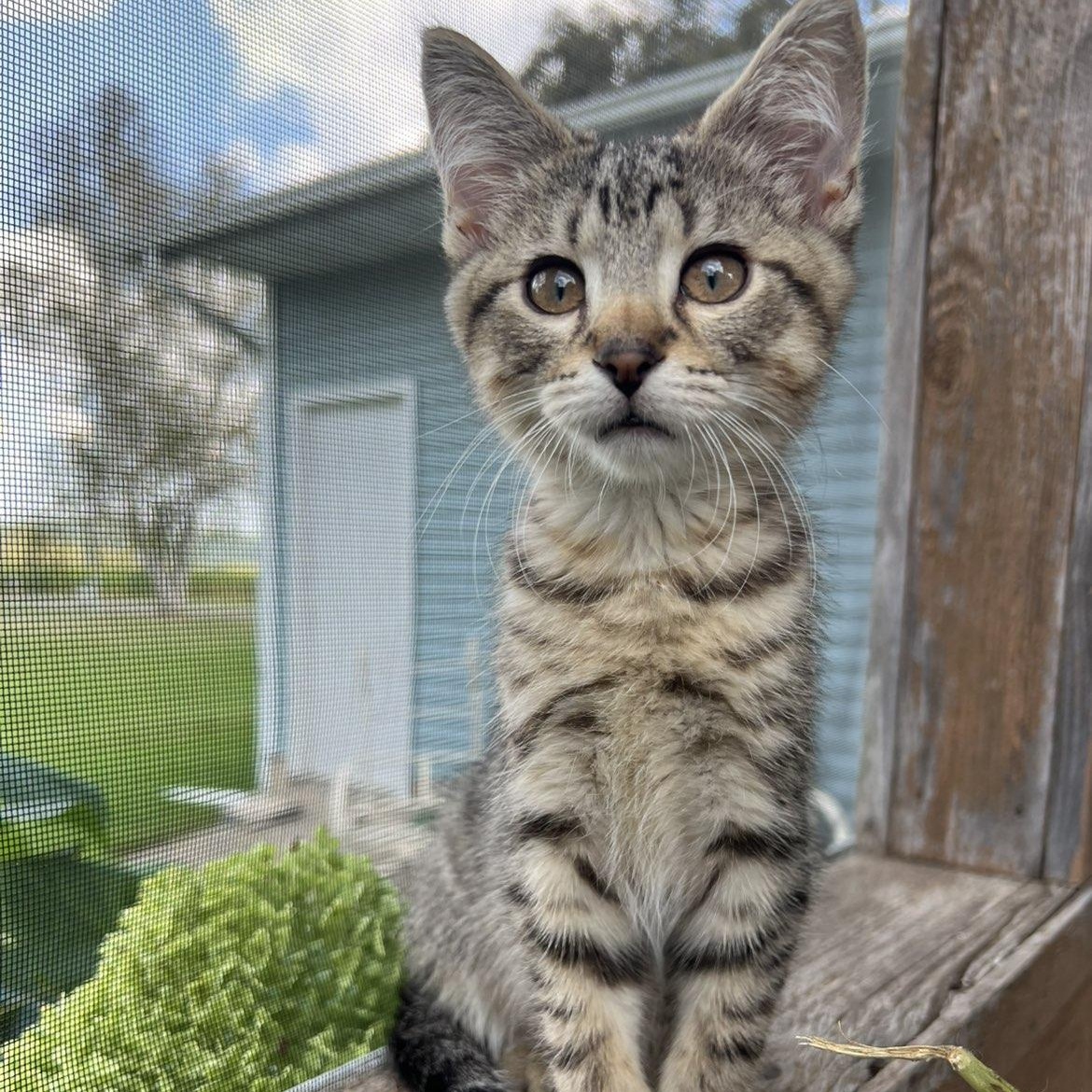 Momo, a ADOPTABLE Domestic Short Hair in Pardeeville, WI image 5/5