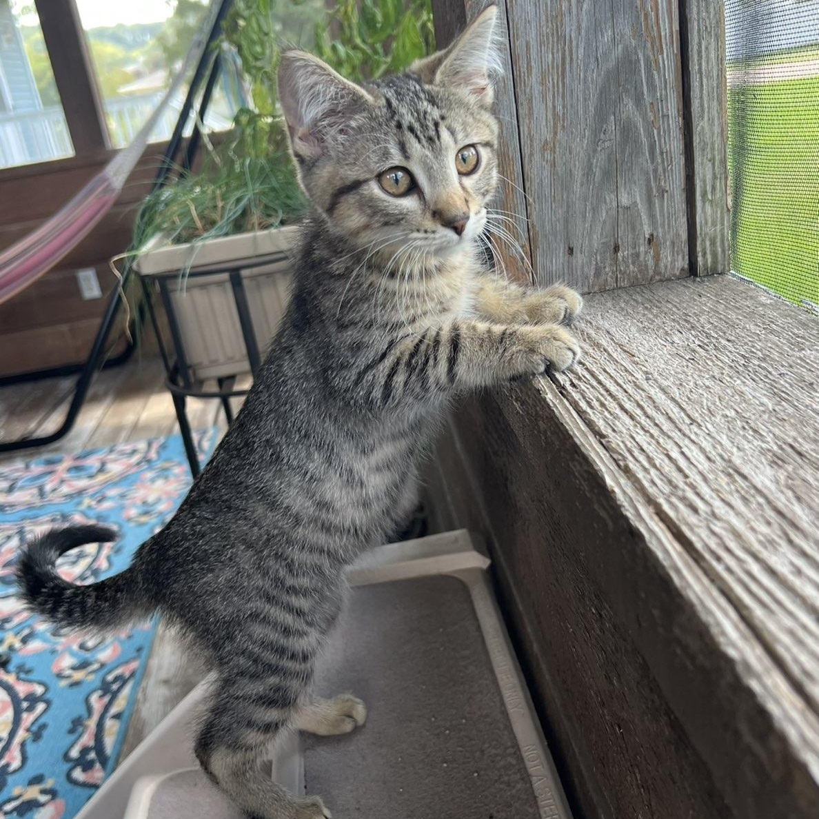 Momo, a ADOPTABLE Domestic Short Hair in Pardeeville, WI image 3/5