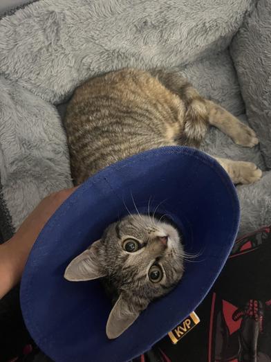 Sponge — thumbnail 2