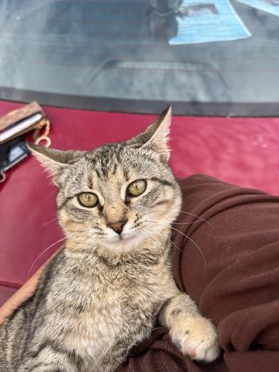 Sponge — thumbnail 3