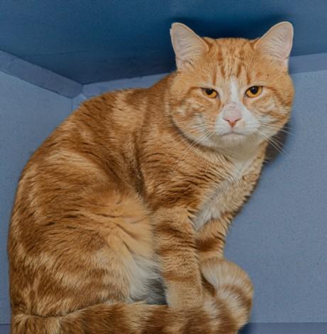 Enlarge CHEDDAR, a Adoptable mixed breed in Cookeville, TN image 1/1