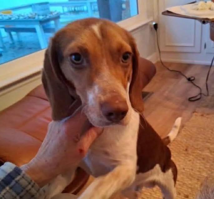 Enlarge Charlie, an adopted Beagle in Irmo, SC image 2/3