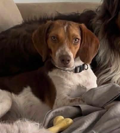 Enlarge Charlie, an adopted Beagle in Irmo, SC image 3/3