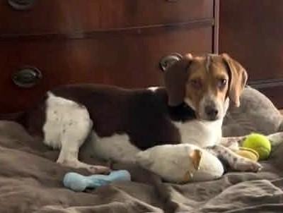 Charlie, adopted, Adult Male Beagle.