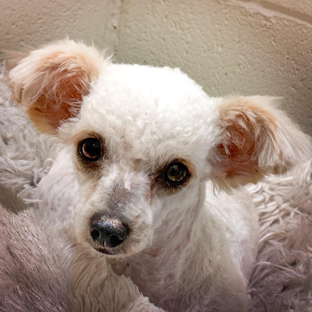 Margarita, an adopted Miniature Poodle in Chelsea, MI image 2/4
