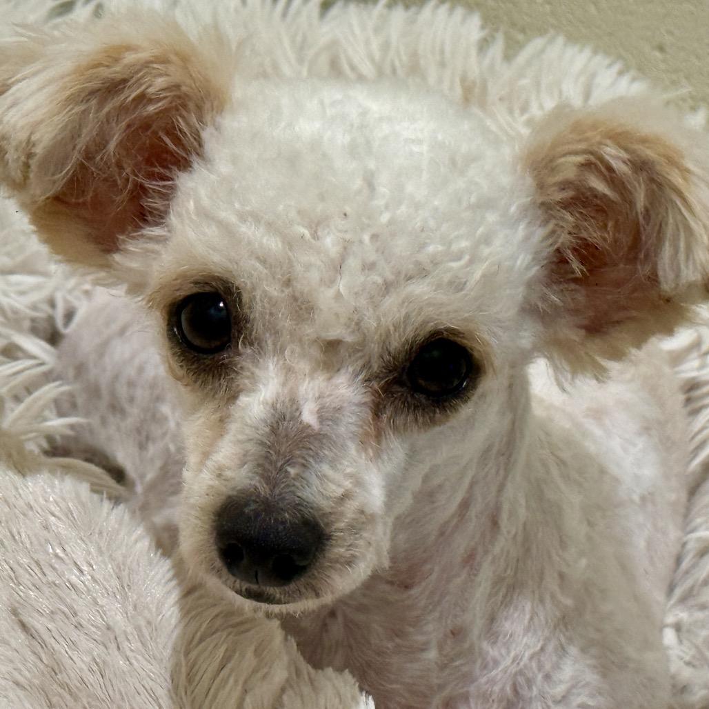 Margarita, adopted, Adult Female Miniature Poodle.