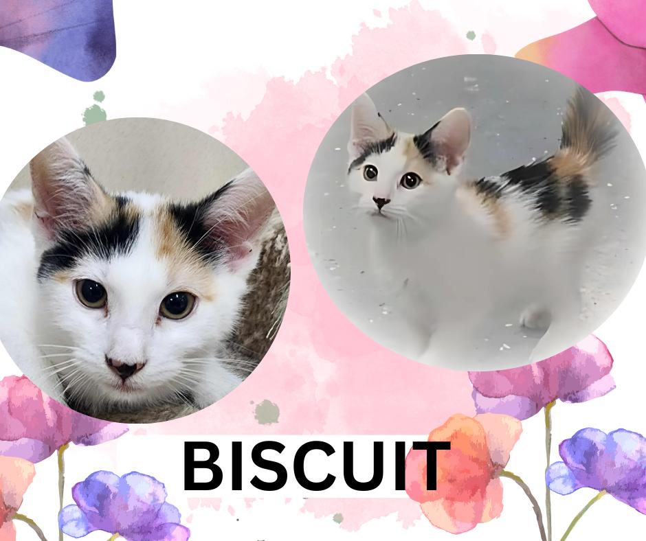 Biscuit