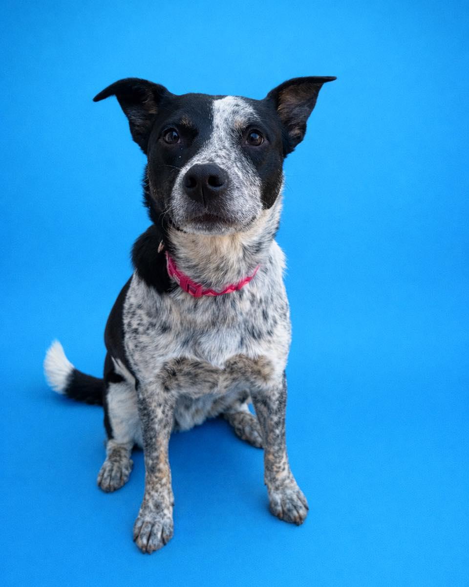 Enlarge Todd, a Adoptable mixed breed in Kansas City, MO image 1/6