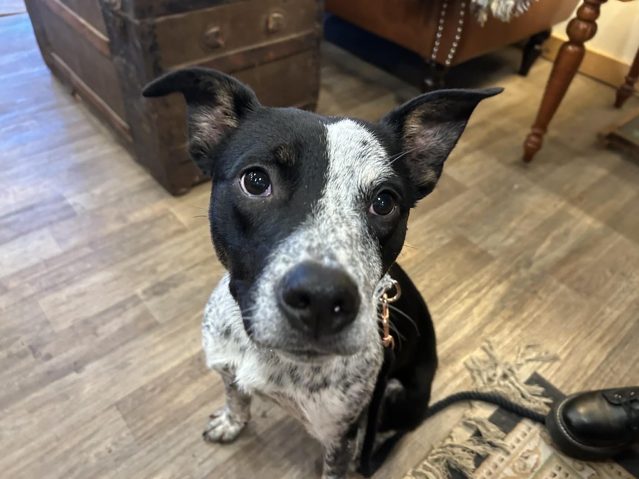 Todd, a Adoptable mixed breed in Kansas City, MO image 1/6