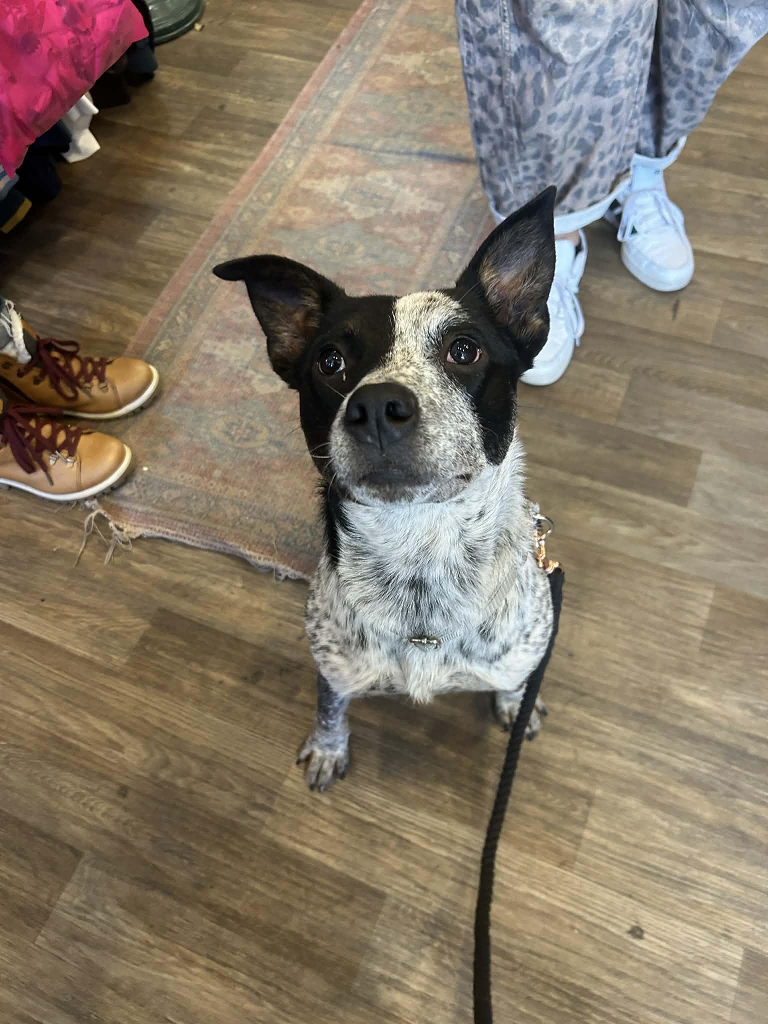 Todd, a Adoptable mixed breed in Kansas City, MO image 2/6