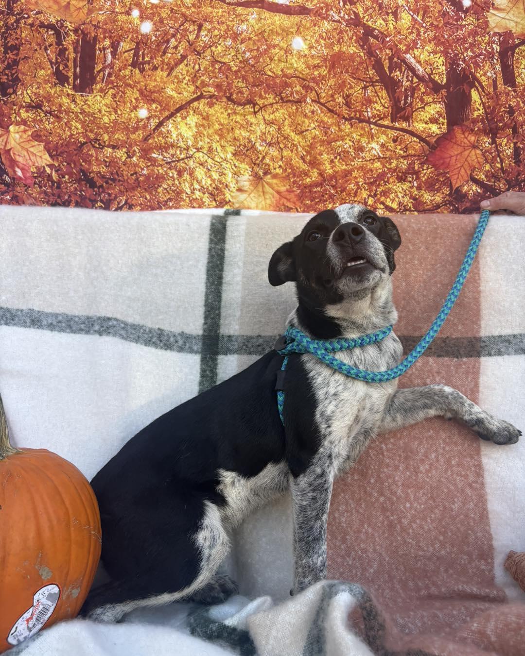 Todd, a Adoptable mixed breed in Kansas City, MO image 4/6