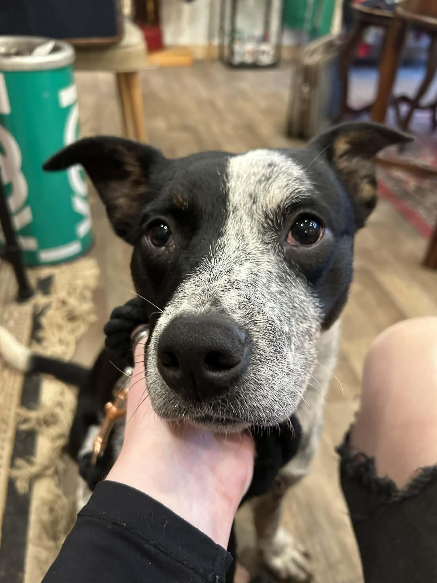 Todd, a Adoptable mixed breed in Kansas City, MO image 5/6