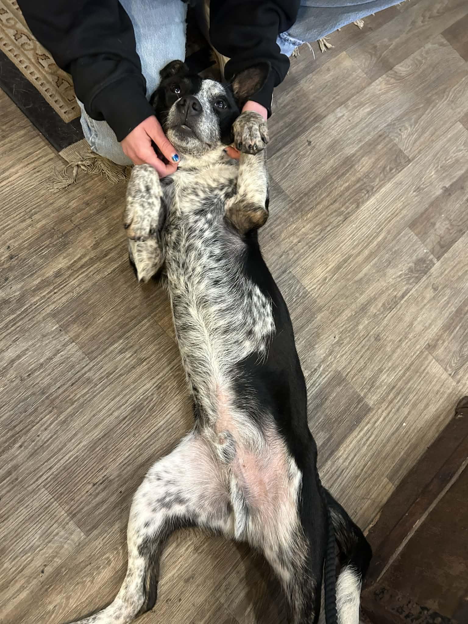 Todd, a Adoptable mixed breed in Kansas City, MO image 6/6