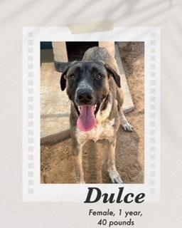 Enlarge Dulce, a Adoptable mixed breed in Puerto Penasco, SON image 1/2