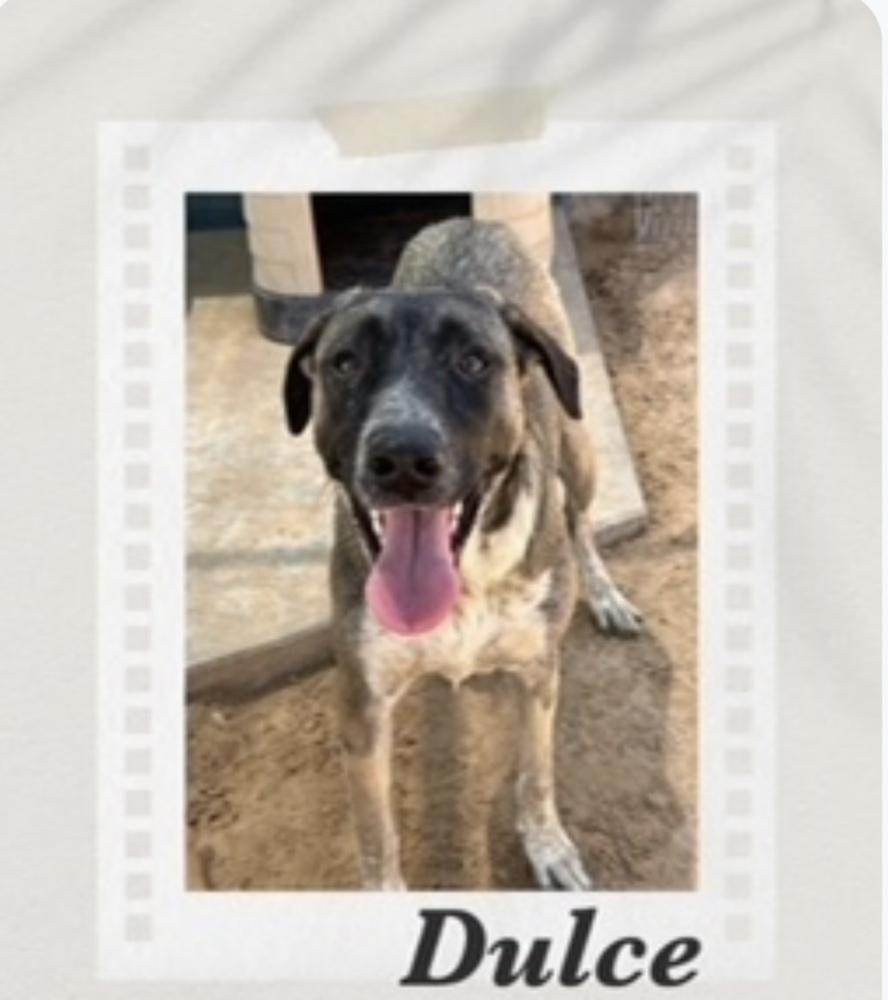 Enlarge Dulce, a Adoptable mixed breed in Puerto Penasco, SON image 2/2