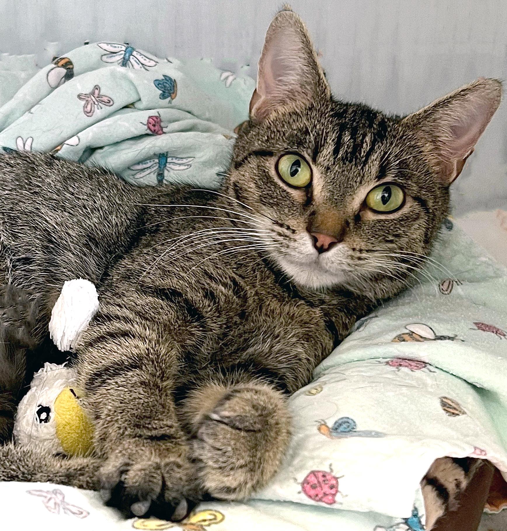 Sunflower, adopted, Young Female Domestic Short Hair.