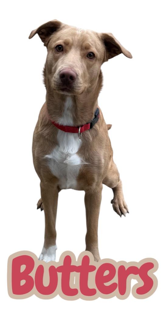 BUTTERS, Adoptable, Young Female Labrador Retriever.