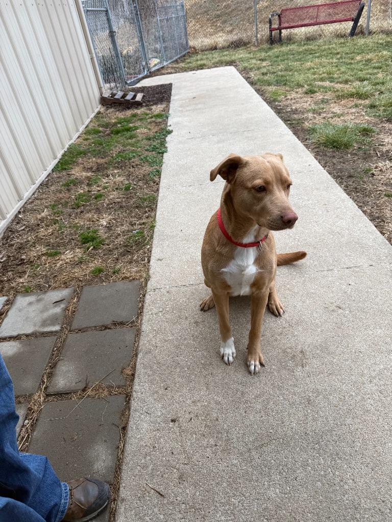 Enlarge BUTTERS, a Adoptable Labrador Retriever in Moberly, MO image 2/5