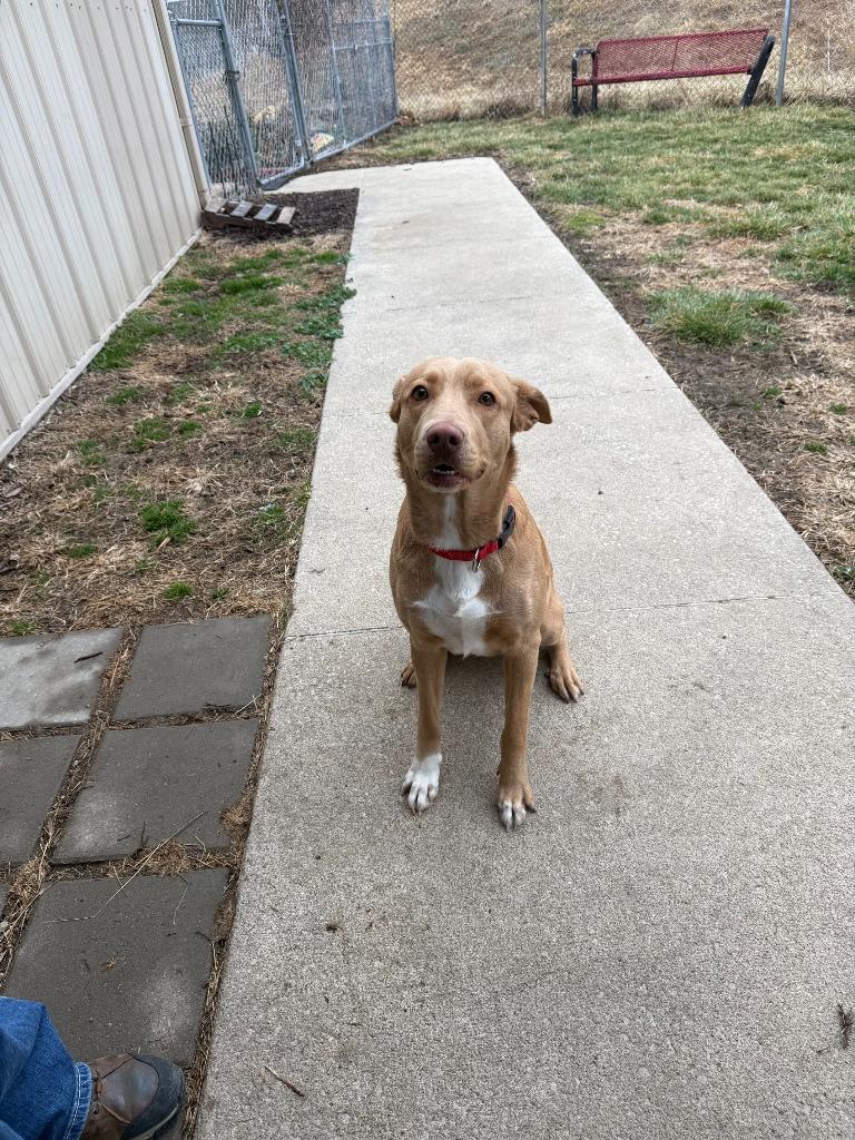 Enlarge BUTTERS, a Adoptable Labrador Retriever in Moberly, MO image 3/5