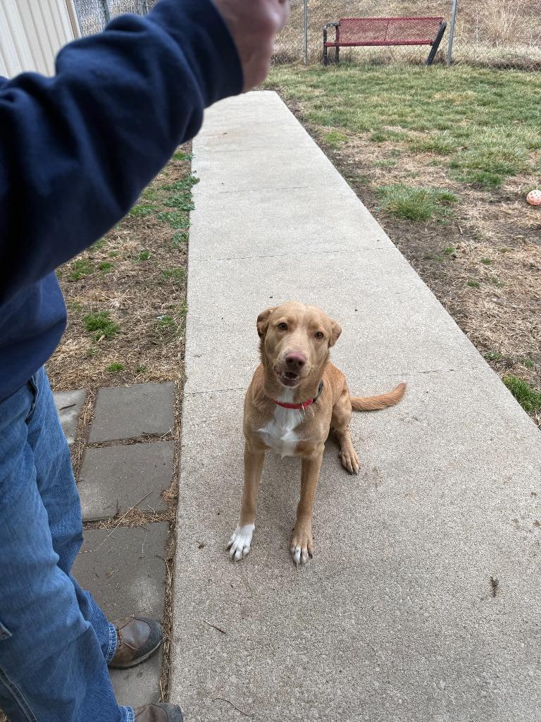 Enlarge BUTTERS, a Adoptable Labrador Retriever in Moberly, MO image 4/5