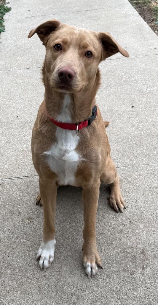 Enlarge BUTTERS, a Adoptable Labrador Retriever in Moberly, MO image 5/5