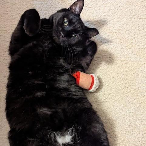 Midnight Storm, Adoptable, Adult Male Domestic Short Hair.