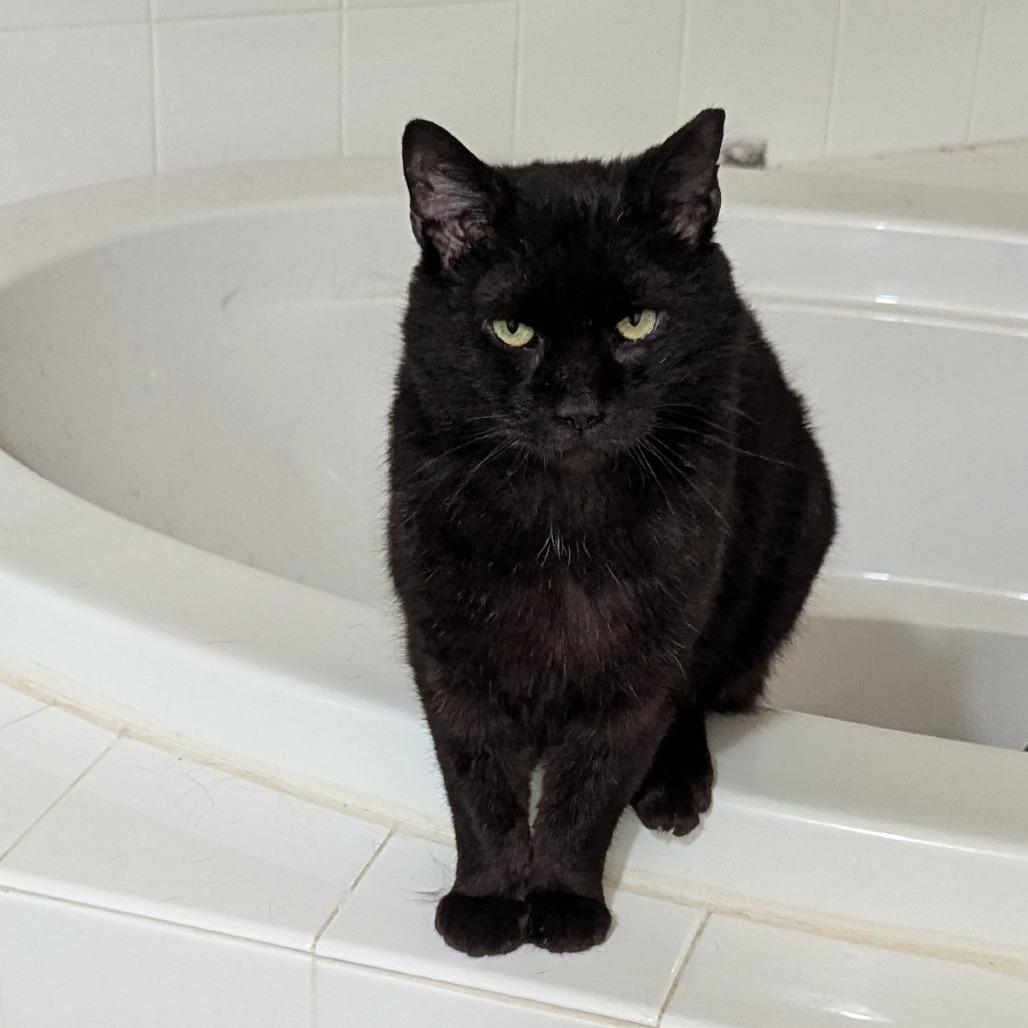 Enlarge Midnight Storm, a Adoptable Domestic Short Hair in Philadelphia, PA image 2/6