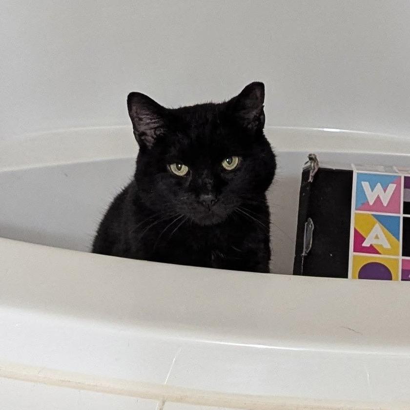 Enlarge Midnight Storm, a Adoptable Domestic Short Hair in Philadelphia, PA image 3/6