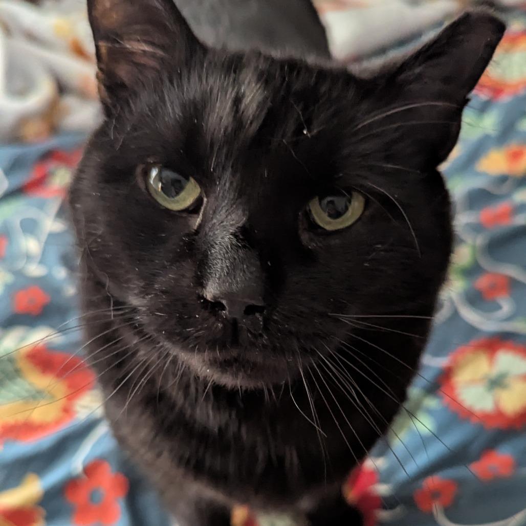 Enlarge Midnight Storm, a Adoptable Domestic Short Hair in Philadelphia, PA image 4/6