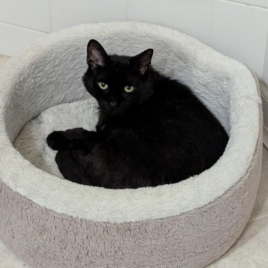 Enlarge Midnight Storm, a Adoptable Domestic Short Hair in Philadelphia, PA image 4/6