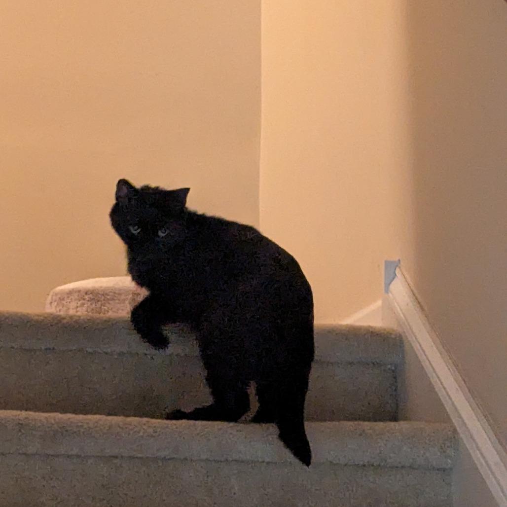 Enlarge Midnight Storm, a Adoptable Domestic Short Hair in Philadelphia, PA image 6/6