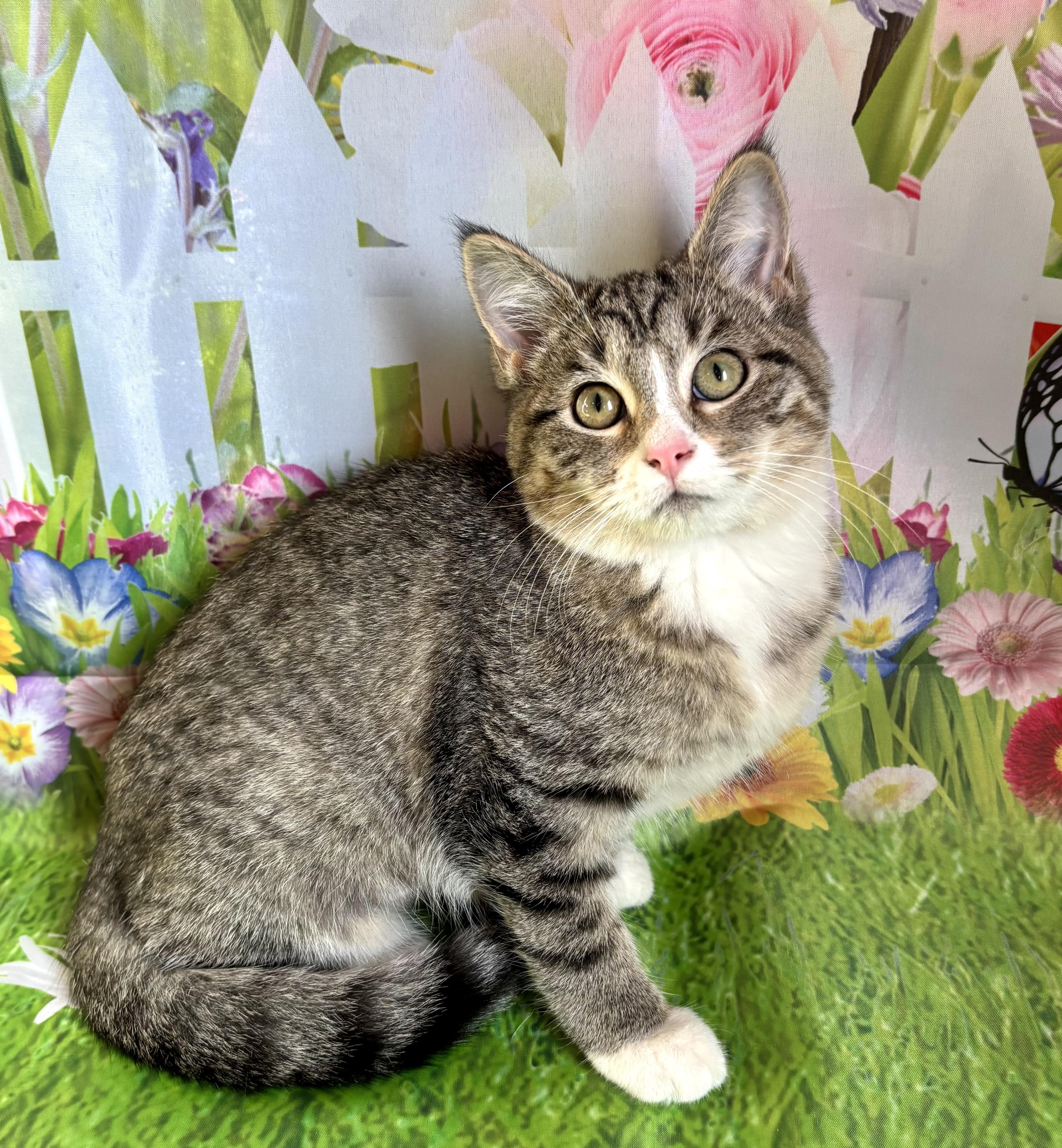 Jemima, ADOPTABLE, Kitten Female Domestic Short Hair.
