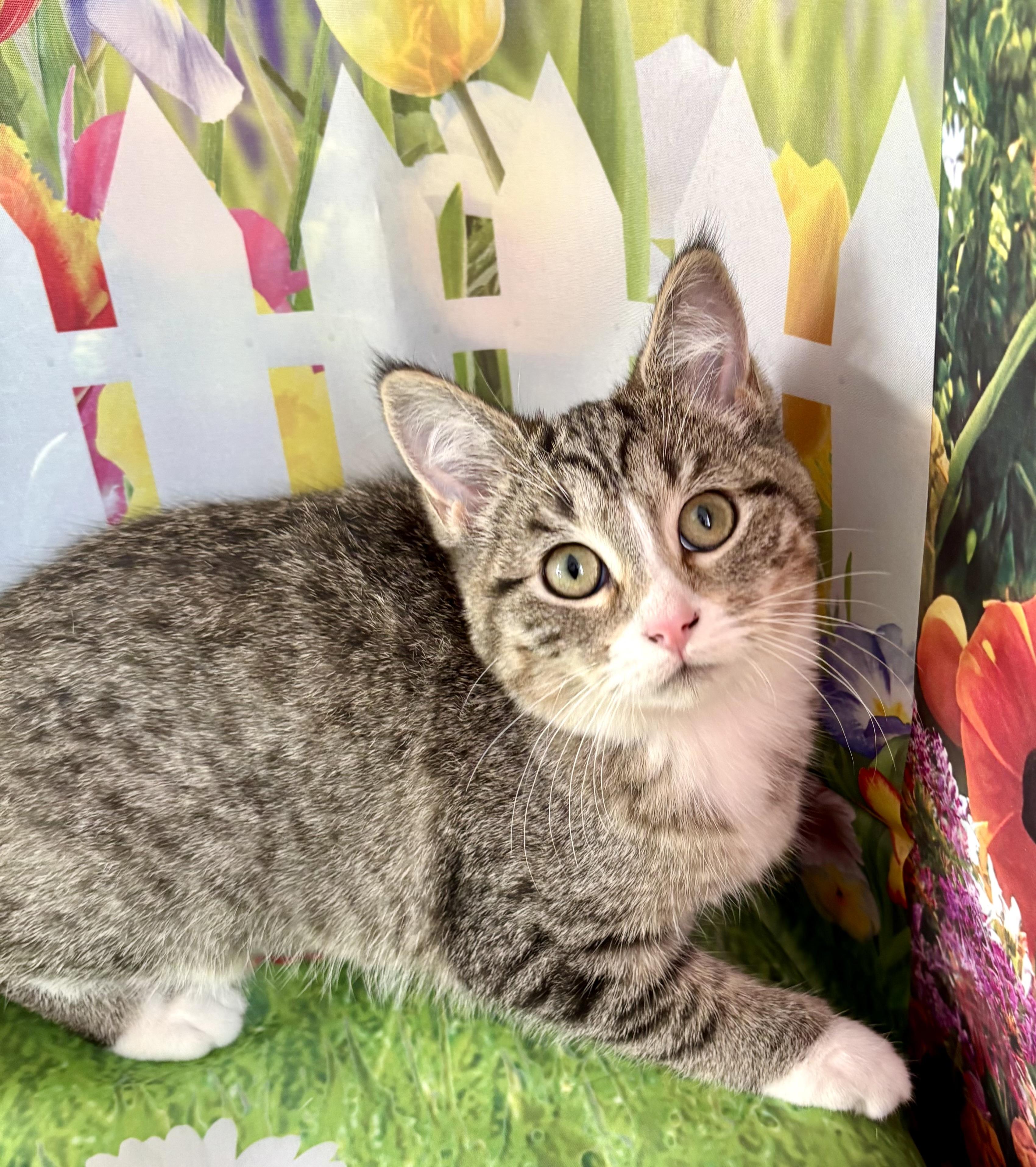 Enlarge Jemima, an adopted Domestic Short Hair in Cincinnati, OH image 2/2