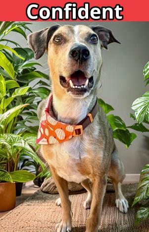 Cooper, a Adoptable mixed breed in Columbia, SC image 2/3