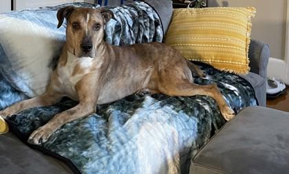 Cooper, a Adoptable mixed breed in Columbia, SC image 3/3