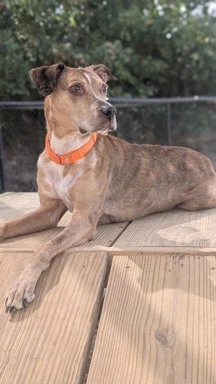 Enlarge Cooper `A PRIORITY PET`, a Adoptable mixed breed in Columbia, SC image 1/3